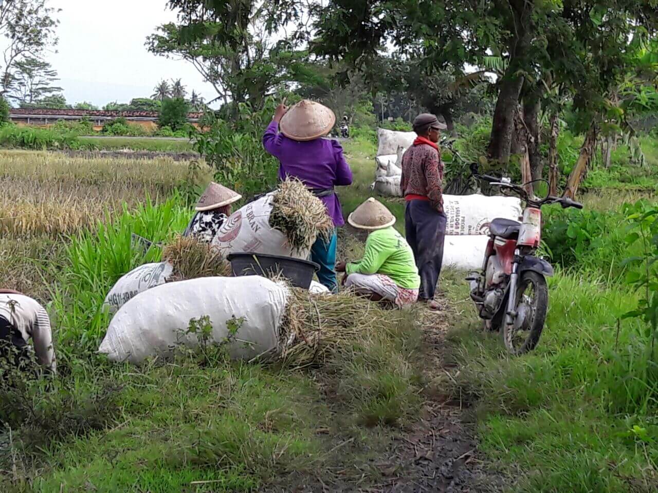 Javanese farmer